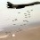 cluster cluster-bombs